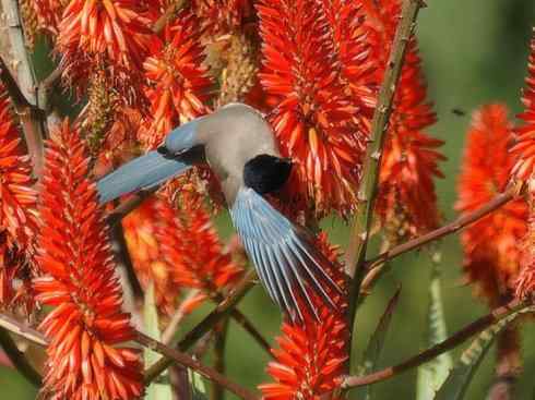 雀鸟也彪悍：赤练仙子（灰喜鹊）