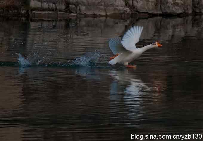 是谁踏浪而来?——家鹅(组图,4张图片)