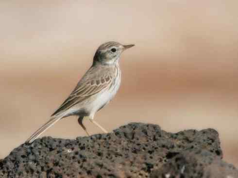 家禽驯化之源之二十八