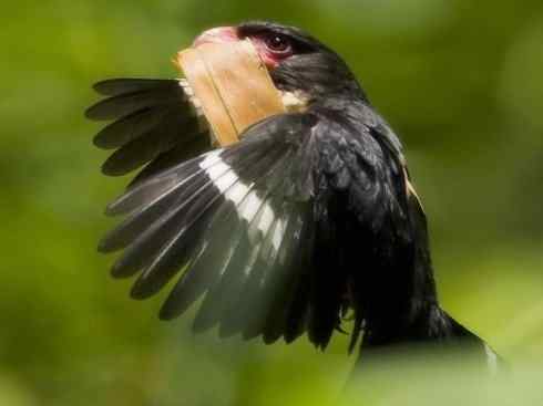 美丽无罪：雀鸟之阔嘴鸟