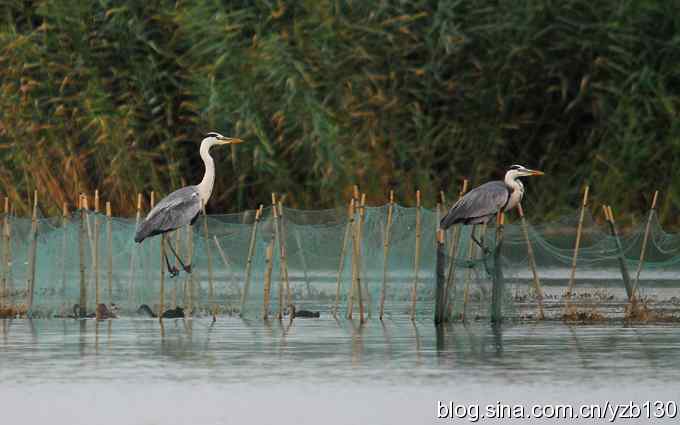 鸟的天堂9鈥斺斘诹核睾５哪信浣牵ㄗ橥迹