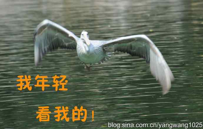 舞（大鹈鹕之舞）