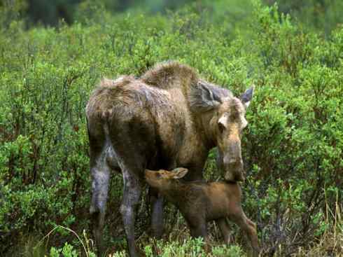 麒麟：传说的兽原型探秘（驼鹿）