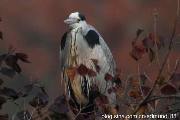 轻便的1000mm-3000mm的穷人大炮 轻便的1000mm-3000mm的穷人大炮