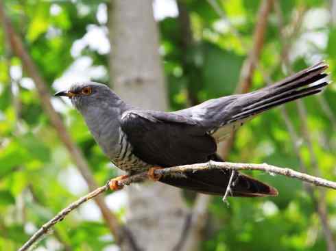 奇特的盔：大犀鹃