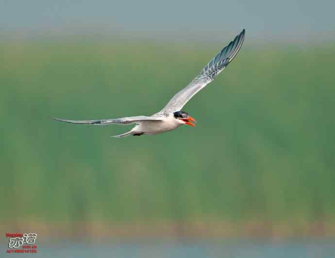 官厅水库&nbsp;wbr路&nbsp;wbr红嘴巨鸥