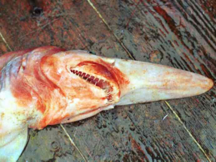 鱼类活化石：魔鬼鲨