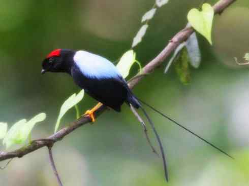 白头鸟系列：另类的美丽3