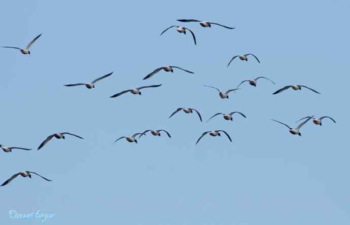 沙河邂逅白琵鹭和翘鼻麻鸭