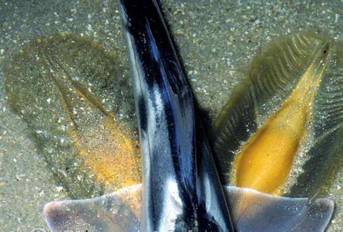 鱼类活化石：叶吻银鲛