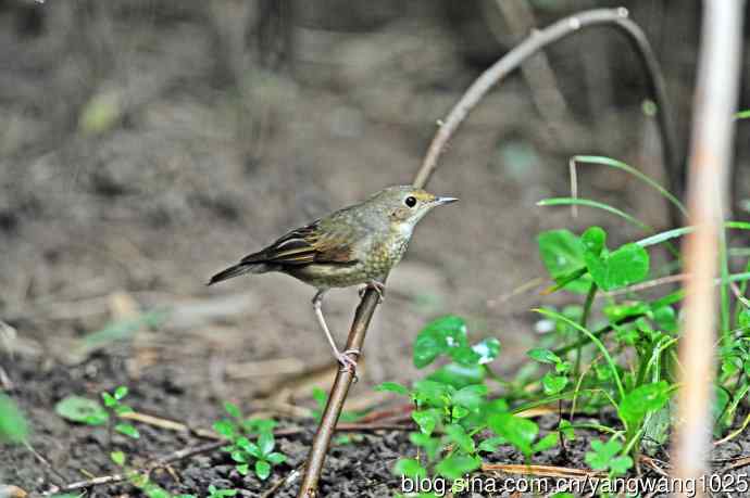 雌性蓝歌鸲（8）