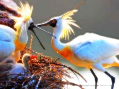 猎奇：奇特的鸟喙之八(重发之黑琵鹭)