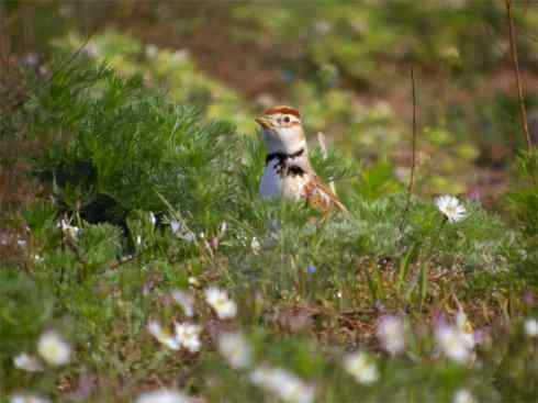 家禽驯化之源之二十八