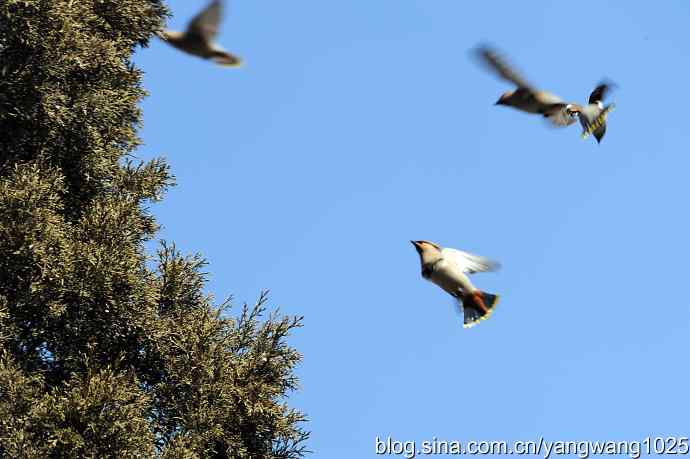颐和园的收获（欢乐的太平鸟）2