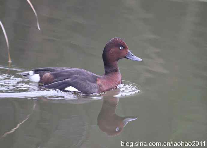 白眼潜鸭