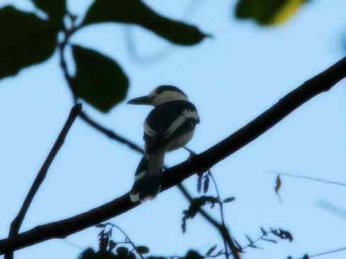 美丽无罪：雀鸟之丛伯劳