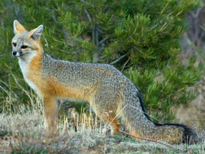 犬科：狐亚科灰狐属之灰狐、岛屿灰狐