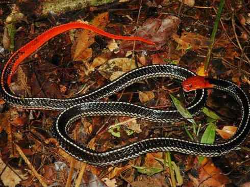 龙：传说的兽原型探秘（环蛇类）