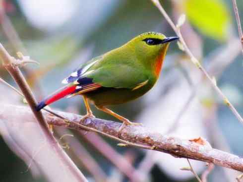 美丽无罪：雀鸟之绿鹛