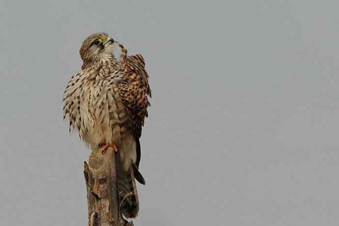 周末约会去（野鸭湖的红隼）
