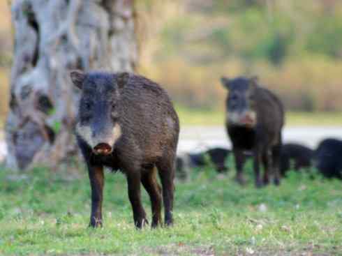 麒麟：传说的兽原型探秘（叉角羚）