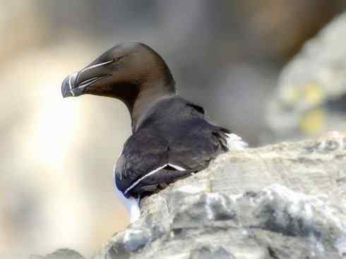 奇特的盔：角嘴海雀