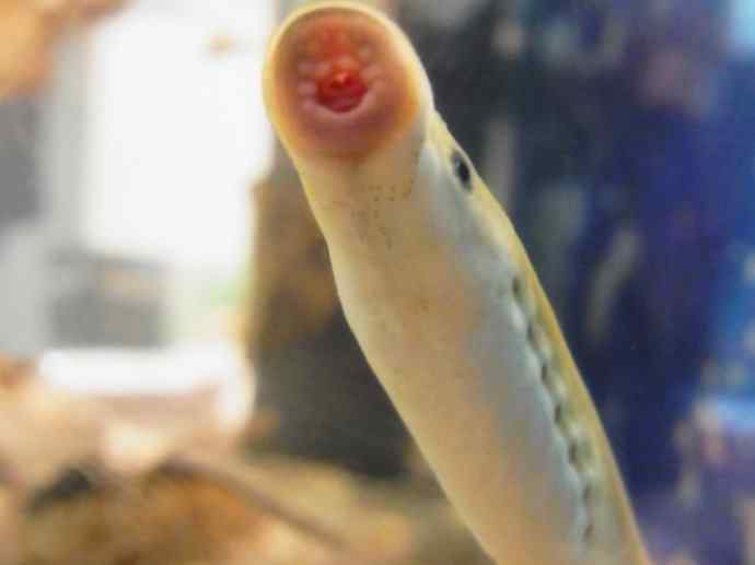 鱼类活化石：背眼七鳃鳗