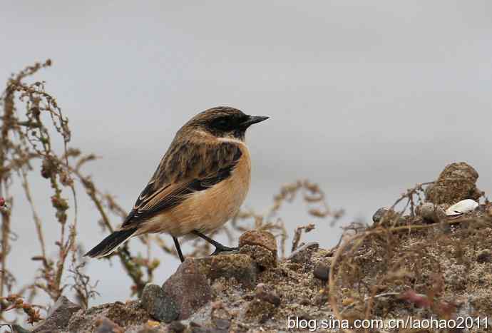 黑喉石鵖 黑喉石鵖