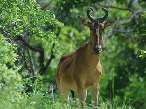 麒麟：传说的兽原型探秘（狷羚）