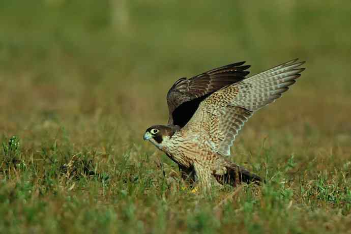 亮翅（秋阳下的游隼）