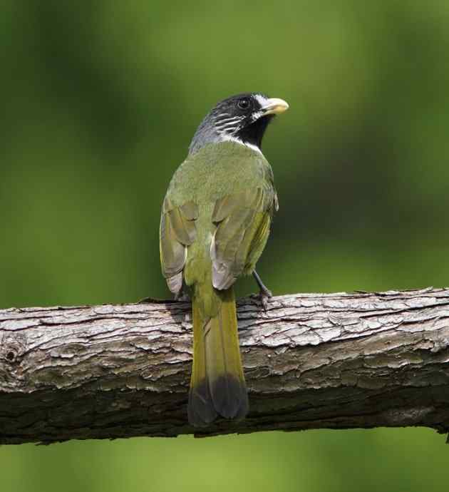 婺源观鸟行之沿途观鸟篇 婺源观鸟行之沿途观鸟篇