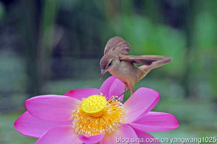 东方大苇莺与荷花(2) 东方大苇莺与荷花(2)