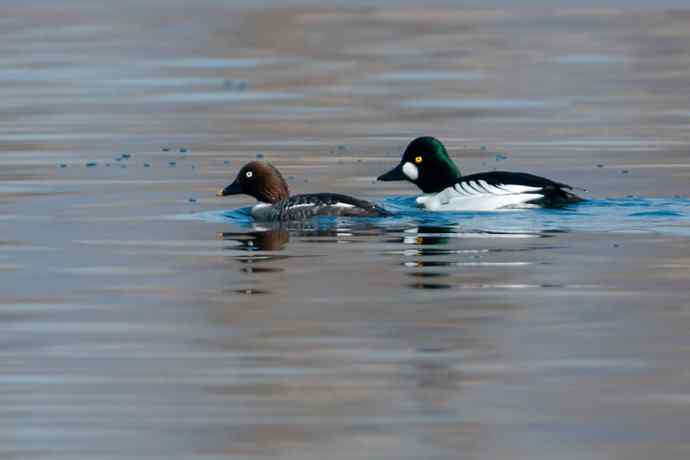 鹊鸭秀芭蕾 wbr倒踢紫金冠☆★