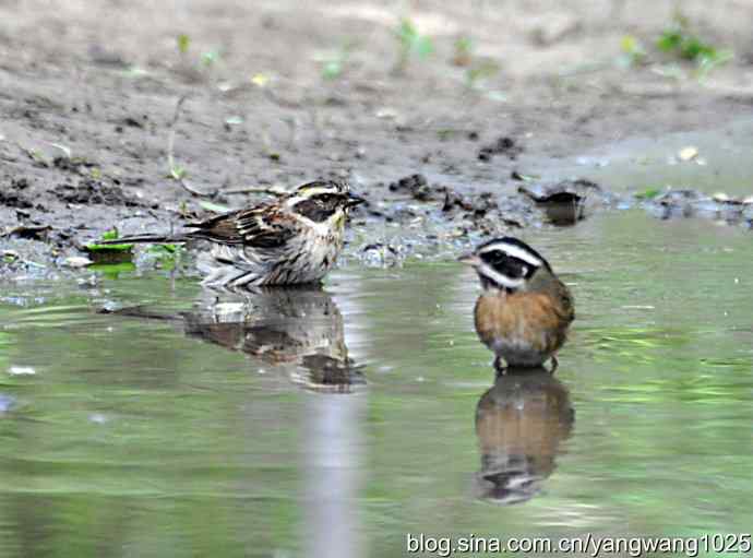 黄眉鹀与白眉鹀