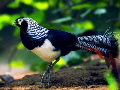 凤凰：传说中的鸟原型探秘（锦鸡）