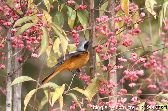 内蒙古鸟类摄影——北红尾鸲（3）