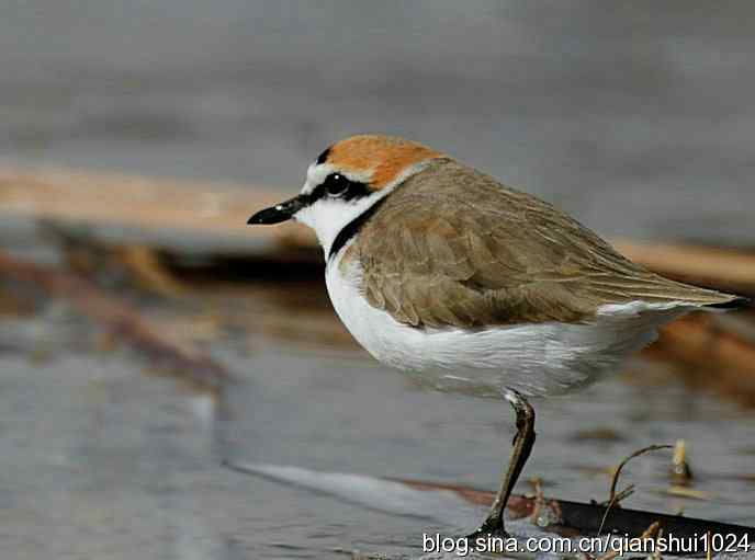 野鸭湖新拍小鸟.环颈鸻