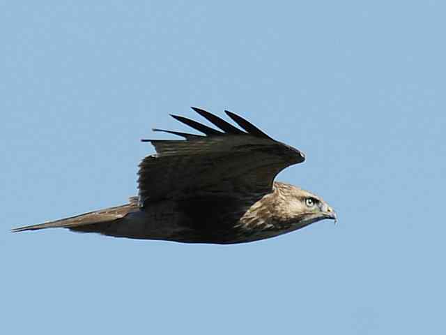 望京楼观赏猛禽迁徙