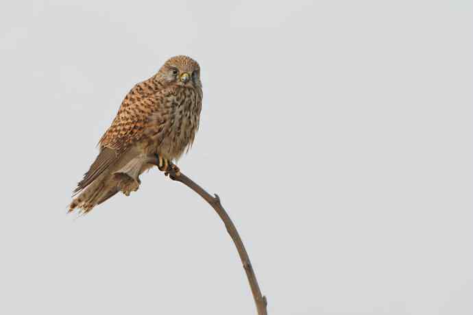 早春二月（猛禽搜索）