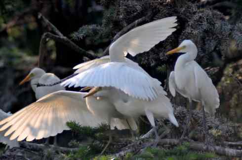 德国品牌650鈥1300镜头使用技巧摸索 德国品牌650—1300mm镜头使用技巧摸索