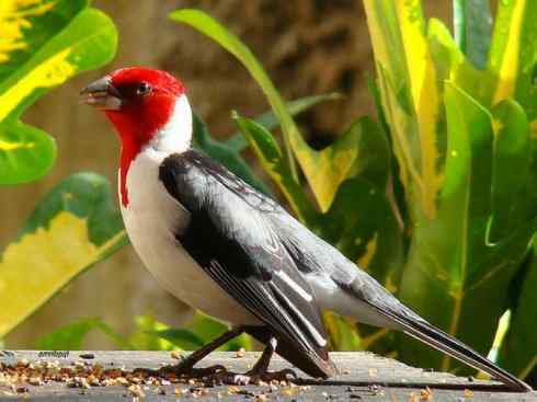 极品红色鸟类：红衣主教鸟