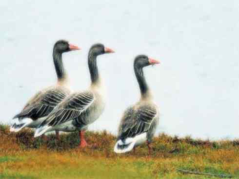 家禽驯化之源之三