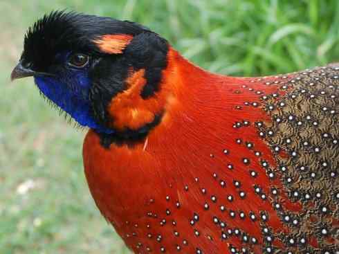 凤凰：传说中的鸟原型探秘（锦鸡）