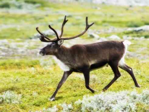 麒麟：传说的兽原型探秘（驼鹿）