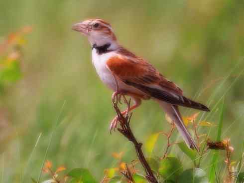 家禽驯化之源之二十八（云雀、百灵鸟）