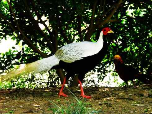 家禽驯化之源之八