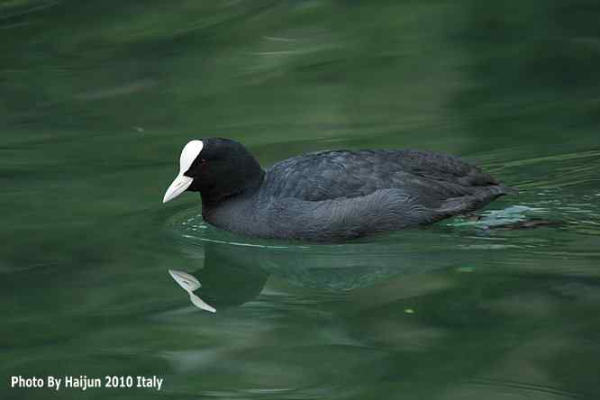 【亚平宁半岛之旅 wbr. wbr角逐白骨顶】