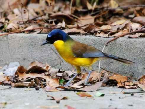 美丽无罪：雀鸟之噪鹛