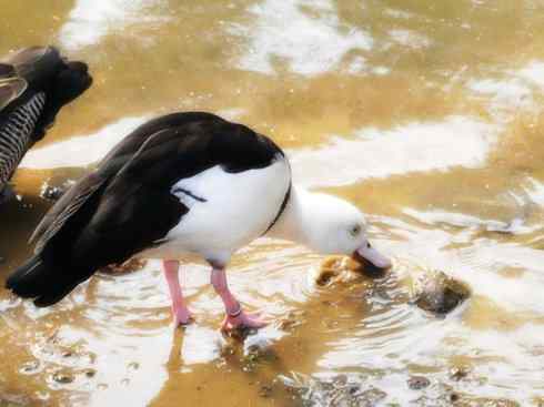 白头鸟系列:另类的美丽9 白头鸟系列:另类的美丽9