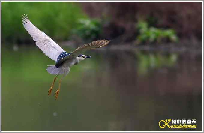 飞翔的鈥滒剽潯菊掌